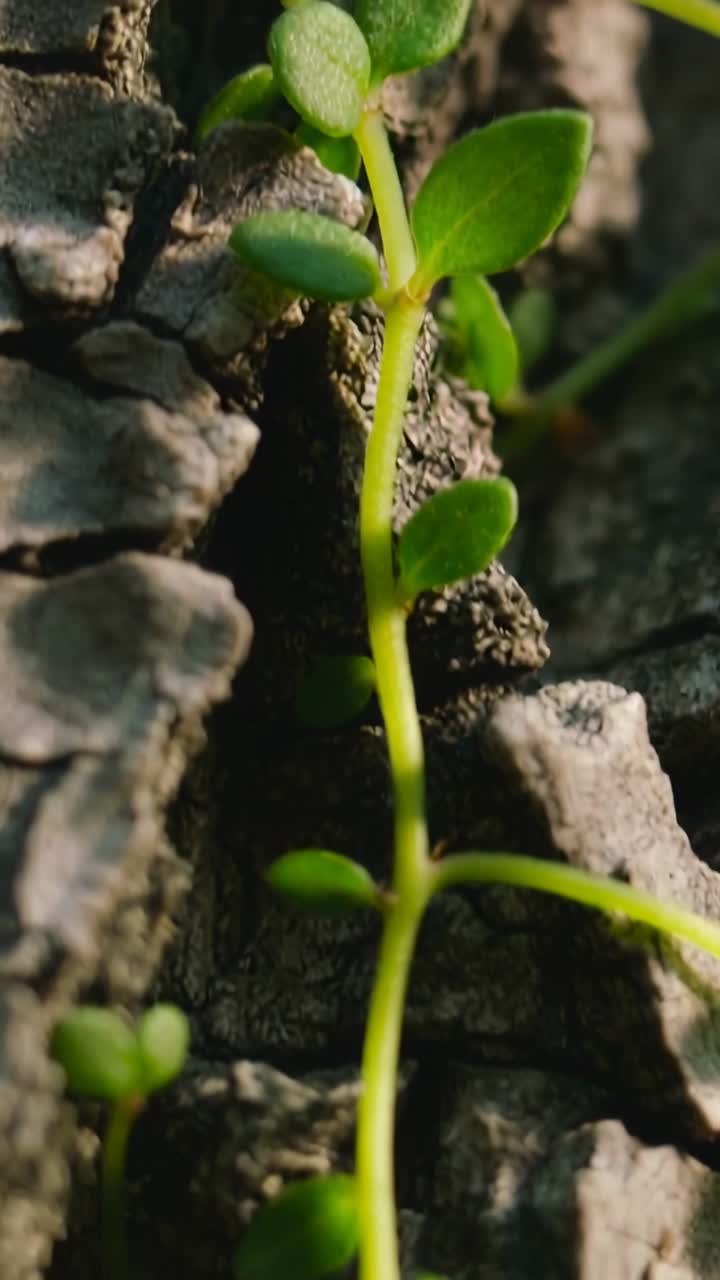 Primo piano di una vite verde che cresce su corteccia d'albero ruvida