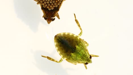 Macro-of-two-water-beetles,-one-with-eggs-on-its-back,-isolated-on-a-white-background