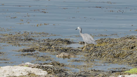 foraging white-faced heron over wetlands near kaikoura, south island, new zealand