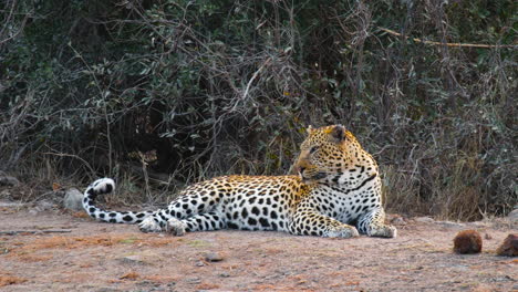 leopardo africano descansando en el suelo y mirando lejos en la sabana