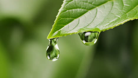 water droplets on a green leaf