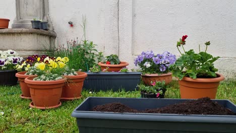 Eine-Blume-In-Einen-Rechteckigen-Blumentopf-Verpflanzen-Und-Gießen,-Zeitraffer