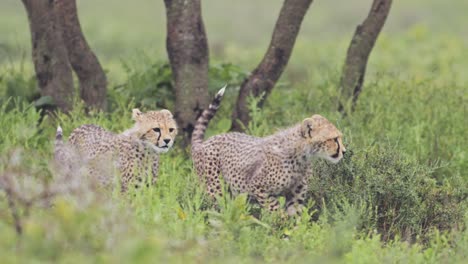 slow motion cheetah cubs in serengeti national park, pair of two cheetahs in tanzania in africa on african wildlife safari animals game drive