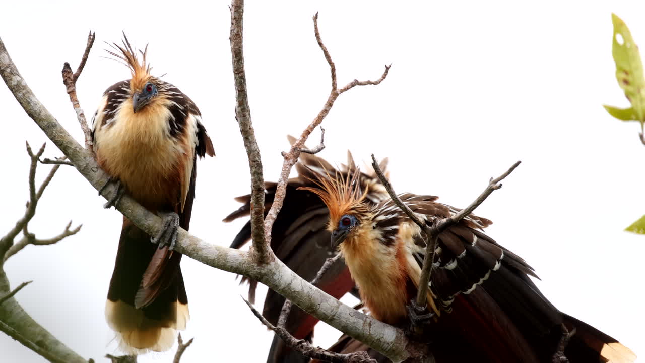 pájaros hoaztin de la selva tropical posados en una rama soplada por el viento en la reserva natural de barba azul, beni, bolivia