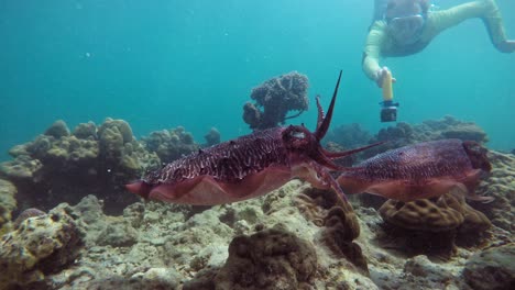 a diver swims over to two huge cuttlefish to film them with a go pro