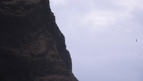 Viele-Vögel-Fliegen-An-Einem-Bewölkten-Kalten-Abend-In-Der-Nähe-Einer-Steilen-Klippe