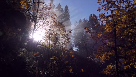 Morgensonne-Durchdringt-Den-Nebel-Und-Zeichnet-Die-Silhouette-Von-Bäumen-Mit-Herbstlaub-Ab