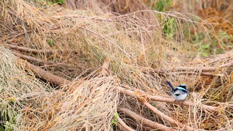 un pájaro navegando a través de la hierba seca y las ramas