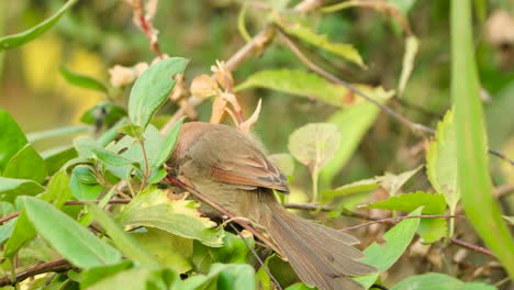 Parrotbill-De-Garganta-Vinosa-Comiendo-Bayas-O-Semillas-En-Un-Arbusto-O-Arbusto---Primer-Plano