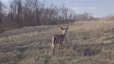 following shot of deer in forest area