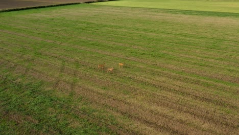 vista aérea de tres ciervos en el campo de hierba
