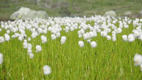 Wollgras-Bewegt-Sich-Im-Wind-In-Der-Natur-Norwegens