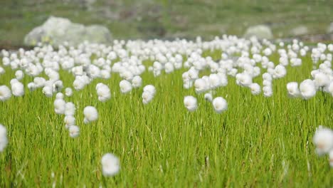 la hierba de algodón se mueve en el viento en la naturaleza de noruega