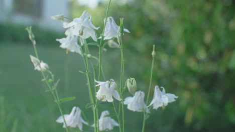 close up shot of white lillys growing in a garden, focus on the flowers in the foreground