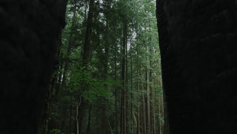 vancouver british columbia forest