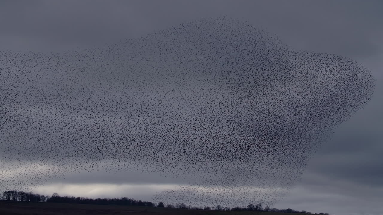 Starling murmuration reacting to hunting sparrowhawk, bird of prey attack