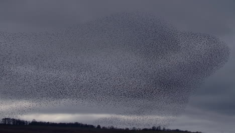 starling murmuration reacting to hunting sparrowhawk, bird of prey attack