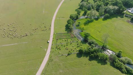 High-angle-arcing-shot-circling-around-a-herd-of-sheep-in-a-meadow-on-a-bright-sunny-day