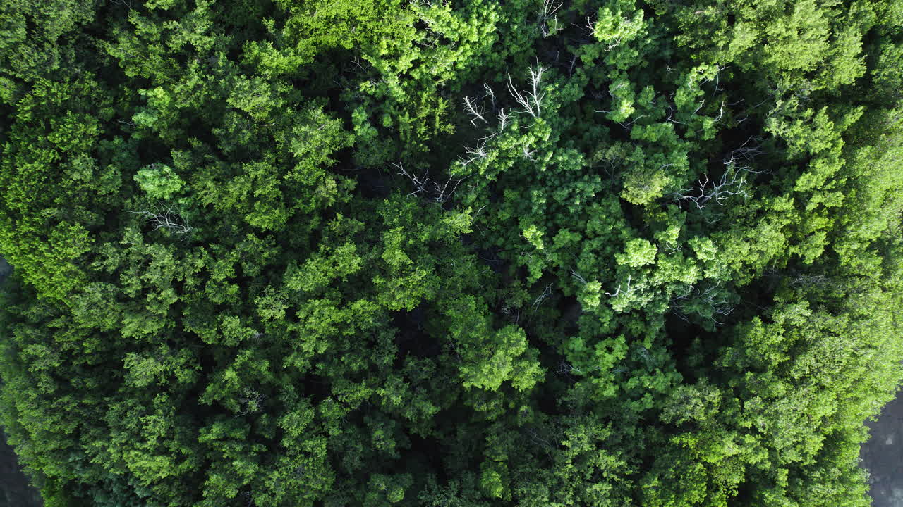 Mangrove Island Ascending Top Down Aerial