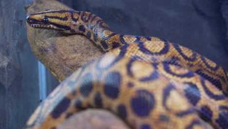 gran serpiente moviéndose a través de un árbol en un zoológico