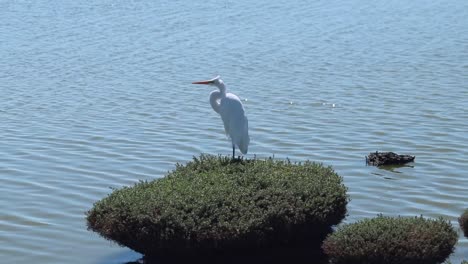 gran pájaro garceta de pie sobre un parche de musgo en la reserva de don edwards en el área de la bahía