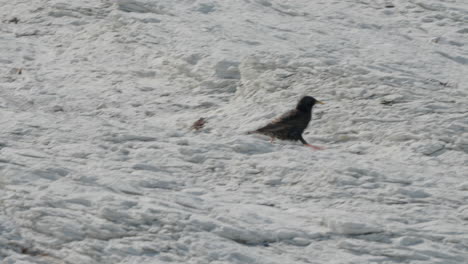 south island pied oystercatcher bird species in new zealand