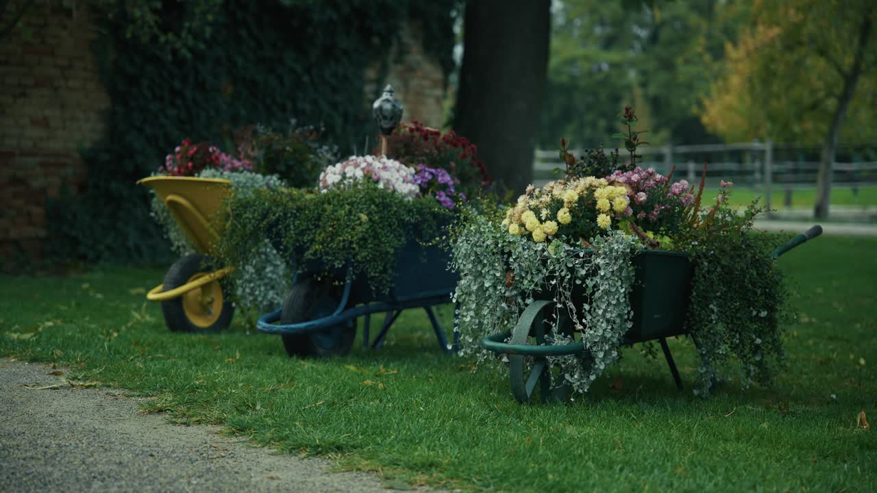 Three colorful wheelbarrows repurposed as flower planters with vibrant autumn blooms at Schloss Hof, Austria