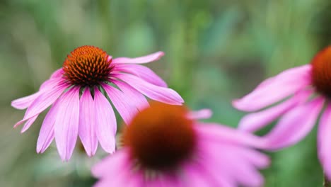 bumblebee pollinating a purple coneflower in bute park