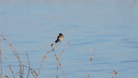 Un-Individuo-Posado-Sobre-Una-Pequeña-Ramita-Se-Acicala-Para-Limpiar-Sus-Plumas-Mientras-La-Ramita-Se-Balancea-Con-Su-Peso-Y-El-Soplo-Del-Viento,-Golondrina-Hirundo-Rustica,-Beung-Boraphet,-Nakhon-Sawan