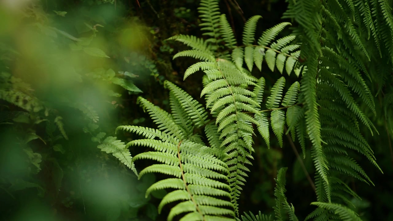 Rainforest Tropical Ferns Close Up of Green Plants in the Lush Green Rainforest, Green Ferns Detail Shot of Leaves in Himalayas Foothills in Nepal