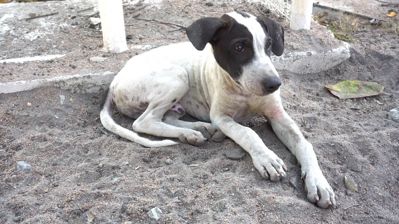 los perros están jugando felizmente en el suelo.