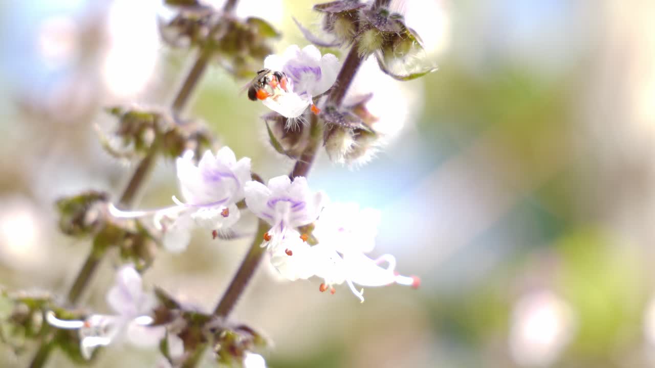 Native Australian Bee Collects Pollen From White And Lavender Basil Flowers Then Fly Away. closeup shot, selective focus