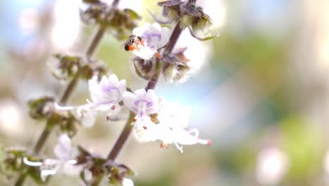 native australian bee collects pollen from white and lavender basil flowers then fly away. closeup shot, selective focus