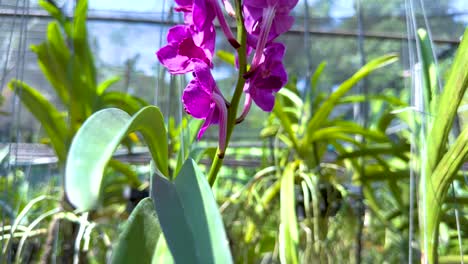 vibrant orchids in a lush garden setting