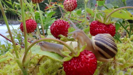 el caracol en primer plano, mirando las fresas rojas