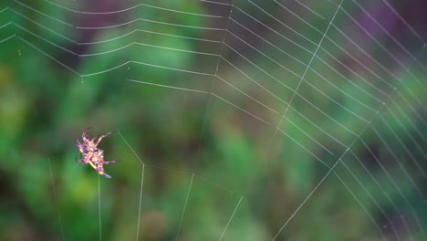 Spiny-orb-weaver-spider-spinning-a-web,-yellow-and-black-Christmas-spider