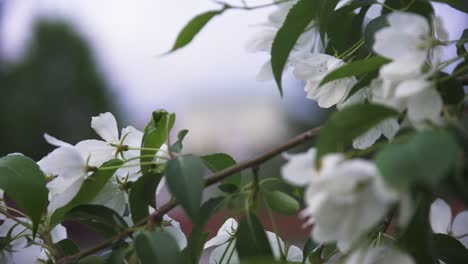 hermosas flores de manzana blanca en primavera