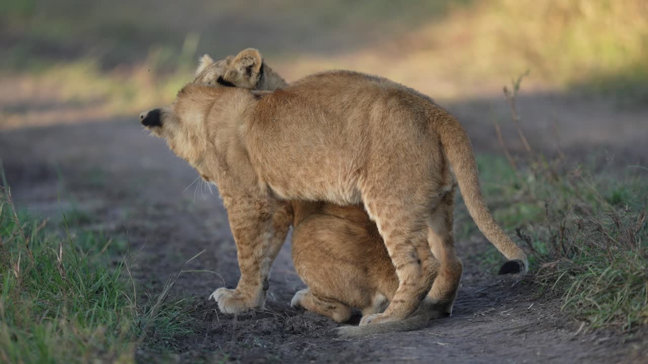 새끼 사자들이 서로 장난치는 모습 1/2