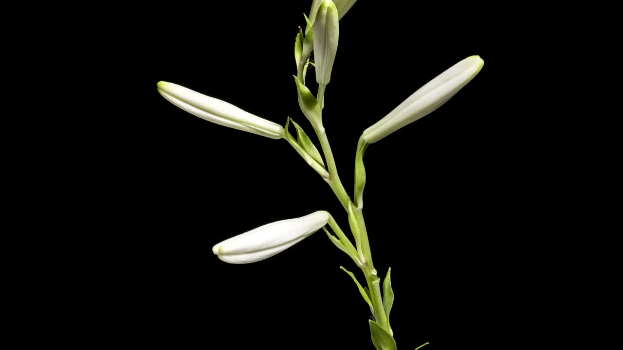 릴리 꽃이 꽃을 피우고