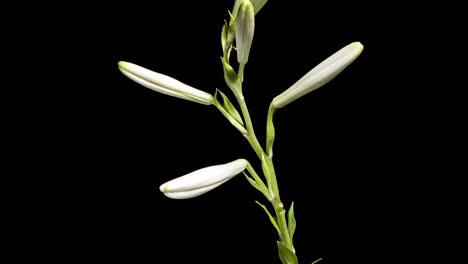 white lily flower blooming