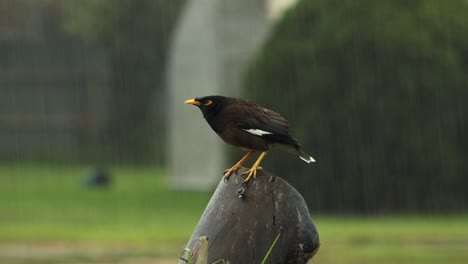 common myna bird perched on tree stump in heavy rain, wet bad weather overcast daytime maffra, gippsland, victoria, australia
