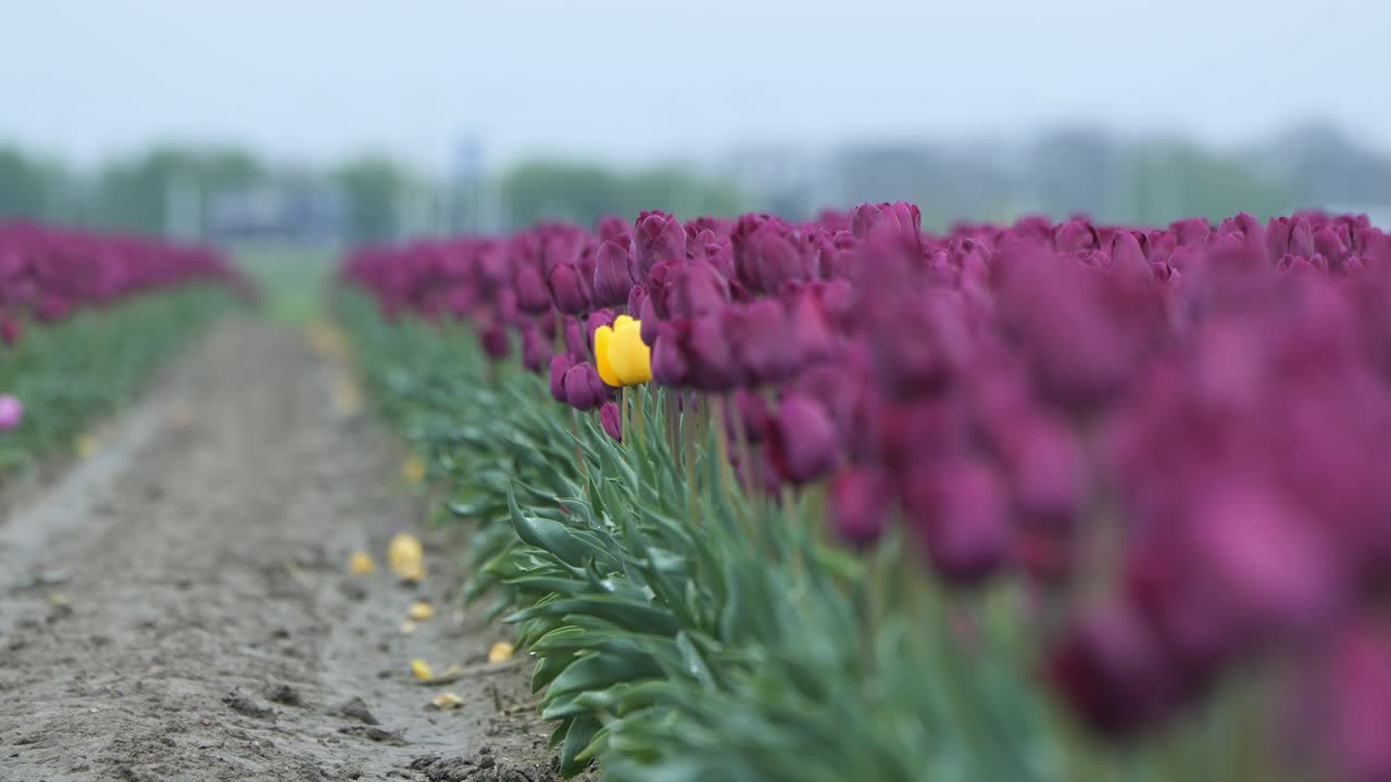 una flor amarilla aislada se encuentra sola entre un prado de flores púrpuras