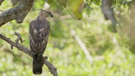 the crested serpent eagle is a fascinating bird of prey found in various parts of asia, including sri lanka