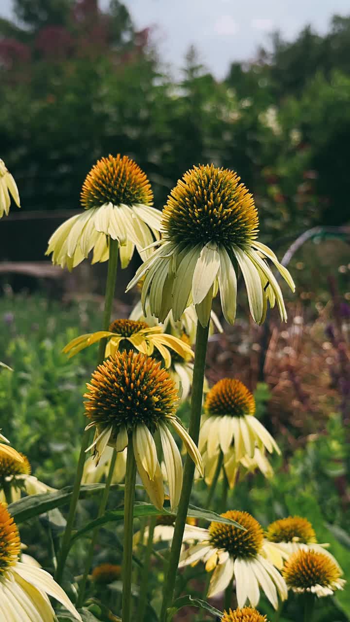 flores de cono amarillas y blancas en el jardín