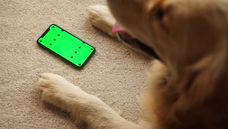golden retriever acostado en la alfombra en la sala de estar y usando el teléfono inteligente para comprar en línea en la tienda de mascotas, pantalla verde cromo, entregando comida para animales. el perro se acuesta en el suelo y espera el pedido