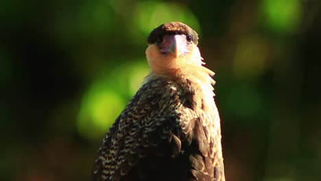 Crested-caracara-in-closeup,-looking-around-looking-for-prey