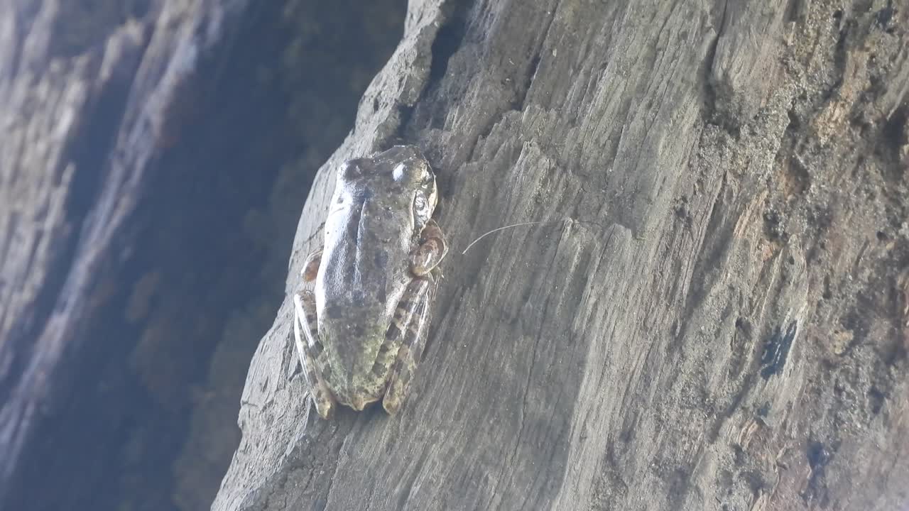 rana relajante - árbol