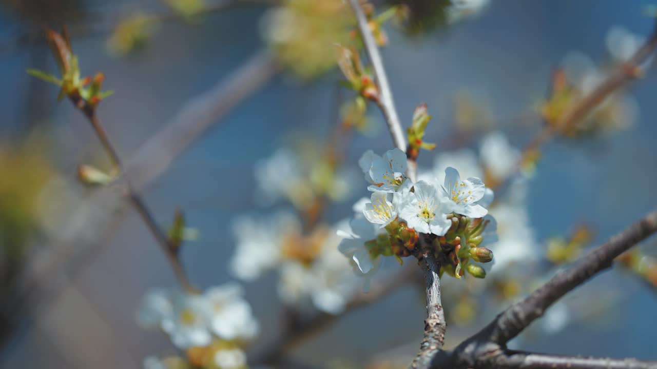 Un primo piano dei delicati fiori di ciliegio nel frutteto primaverile.