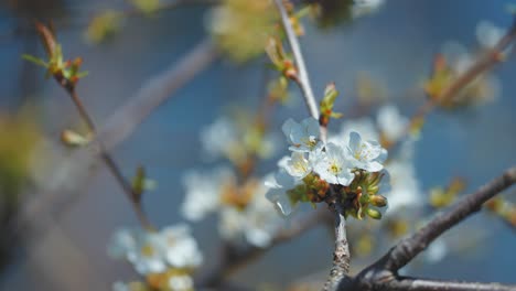 Eine-Nahaufnahme-Der-Zarten-Kirschbaumblüten-Im-Frühlingsgarten