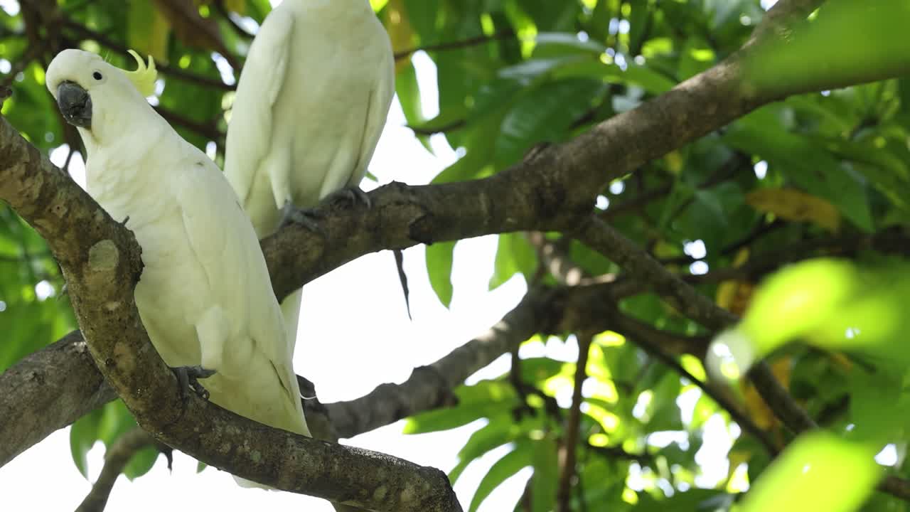 Two cockatoos perched closely on a tree branch surrounded by lush green leaves.